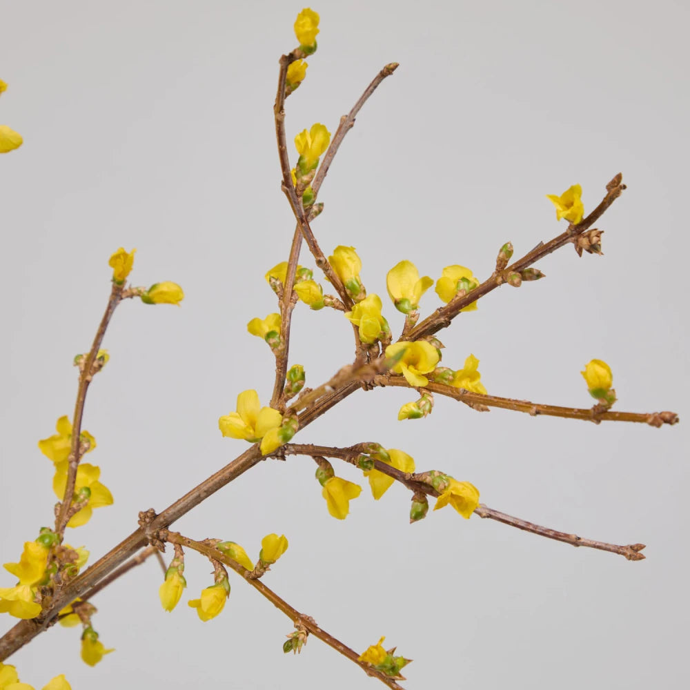 Spring Cycle DIY Kit: Daffodils, Tulips & Forsythia