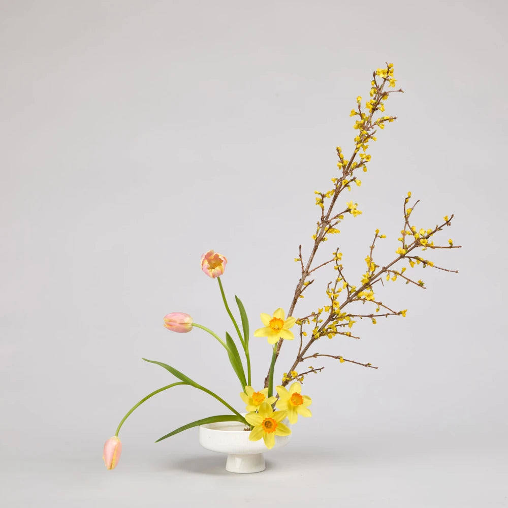 Spring Cycle DIY Kit: Daffodils, Tulips & Forsythia