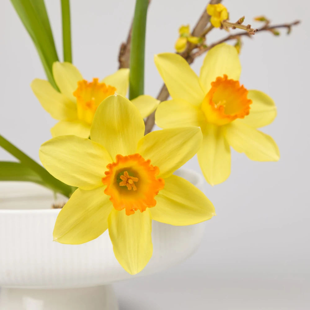 Spring Cycle DIY Kit: Daffodils, Tulips & Forsythia