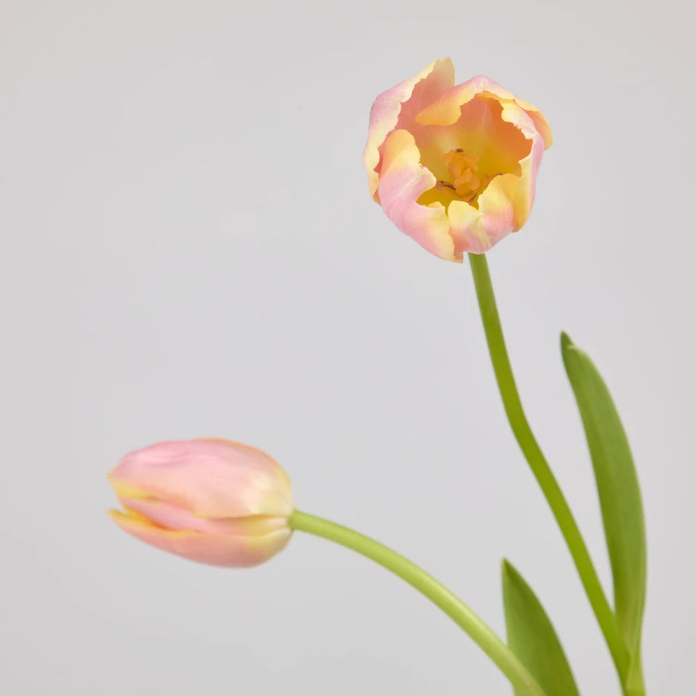 Spring Cycle DIY Kit: Daffodils, Tulips & Forsythia