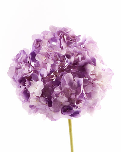 Hydrangea