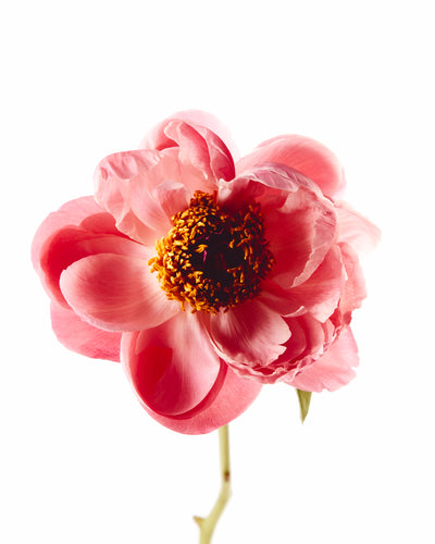 Peonies