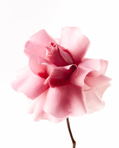 French Rose