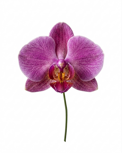 Orchids